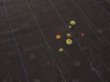Photo2: 3Q03z80 Vintage Japanese Kimono Silk  FABRIC Black-Brown Branch 55.1" (2)