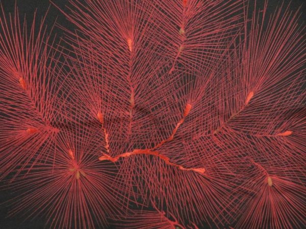 Photo5: 4520T09z570 Vintage Japanese Kimono Silk HAORI Pine Black (5)