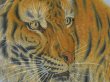 Photo3: 5110T02z560 Vintage Japanese Kimono Silk Men's Oshima HAORI Tiger (3)