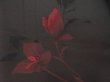 Photo6: 5120T01z360 Vintage Japanese Kimono Silk See through KOMON Flower Black (6)