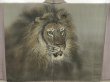 Photo2: 5127T03z470 Vintage Japanese Kimono Silk Men's HAORI Lion Brown-Gray (2)
