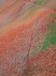 Photo4: 4F05z100  Japanese Kimono Crepe Silk  FABRIC Branch Dark orange 63.0x14.2 (4)