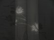 Photo3: 5315T02z280 Vintage Japanese Kimono Silk See through HAORI Flower Black (3)