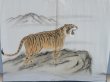 Photo2: 5329T09z670 Vintage Japanese Kimono Blend silk Men's HAORI Tiger Navy-Gray (2)
