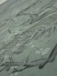Photo4: 2P02z60  Japanese Kimono Crepe Silk  FABRIC Plum tree Green-Gray 41.3x14.6 (4)