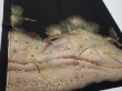 Photo1: 2A02z190  Japanese Kimono Silk  FABRIC Pine Black 63.0x28.3 (1)