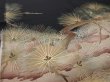 Photo4: 2A02z190  Japanese Kimono Silk  FABRIC Pine Black 63.0x28.3 (4)