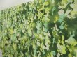 Photo2: 5712T01z860  Japanese Kimono Silk KOMON Leaf Moss green (2)