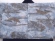 Photo3: 6012T11z610 Vintage Japanese Kimono Silk Men's HAORI 東海道五十三次 Dark navy (3)