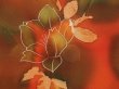 Photo4: 6119T02z580 Vintage Japanese Kimono Silk HAORI Flower Orange-Red (4)