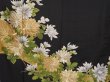Photo8: 6303T11z1090 Vintage Japanese Kimono Silk TOMESODE Chrysanthemum Black (8)