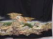 Photo5: 6309T10z1370  Japanese Kimono Silk TOMESODE Jigami Black (5)