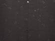 Photo3: 6619T13z650 Vintage Japanese Kimono Silk HAORI Flower Black (3)