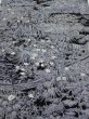 Photo1: 3E03z90  Japanese Kimono Silk  FABRIC Garden Black 64.2x14.2 (1)