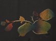 Photo4: 6710T04z560 Vintage Japanese Kimono Silk HAORI Leaf Black (4)