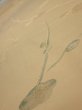 Photo4: 2C05z50  Japanese Kimono Silk  FABRIC Plum branch Light brown 53.5x10.4 (4)