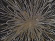 Photo4: 6928T06z520 Vintage Japanese Kimono Silk HAORI Chrysanthemum Black (4)